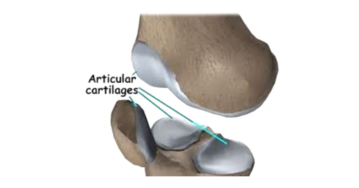The knee joint contains two types of cartilage: articular cartilage and meniscal cartilage. Here's a breakdown of each.