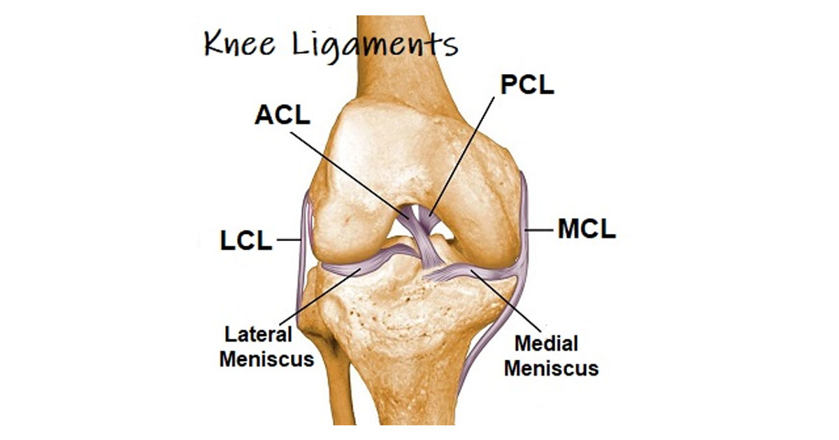 Here's an overview of the major ligaments of the knee, along with their anatomy and function.