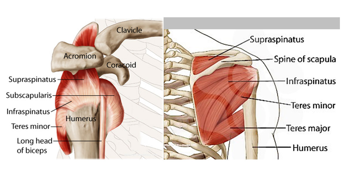 Each year 1 in 50 adults will seek care for new onset of shoulder pain. Without tailored and evidence-based treatment, 40-50% of shoulder pain cases will continue to have pain after 6-12 months. While there are a lot of structures in the shoulder that may cause pain the rotator cuff is the most affected structure and plays a part in around 80% of shoulder pain cases