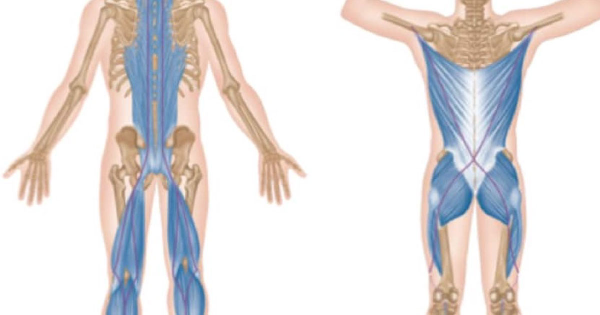 Strengthening the posterior chain—the group of muscles along the back of the body, including the lower back, glutes, and hamstrings—has emerged as a key strategy for managing and preventing LBP.